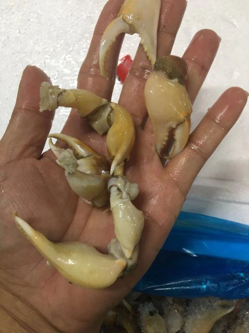 珊瑚蟹脚