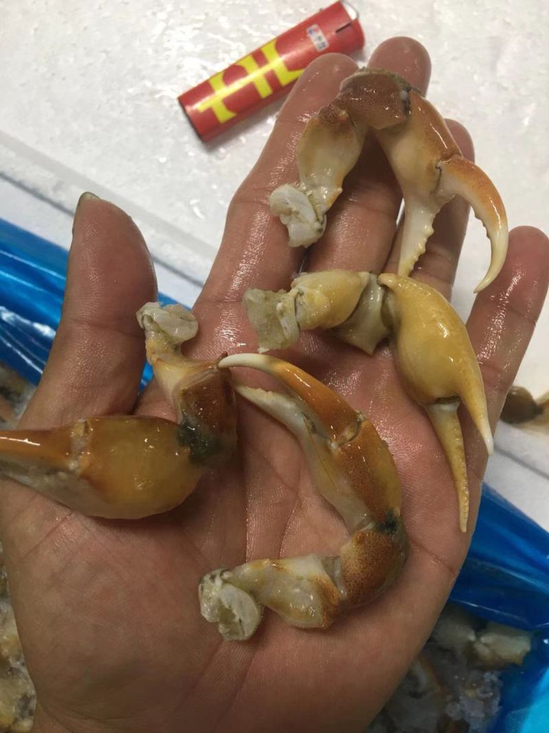 珊瑚蟹脚