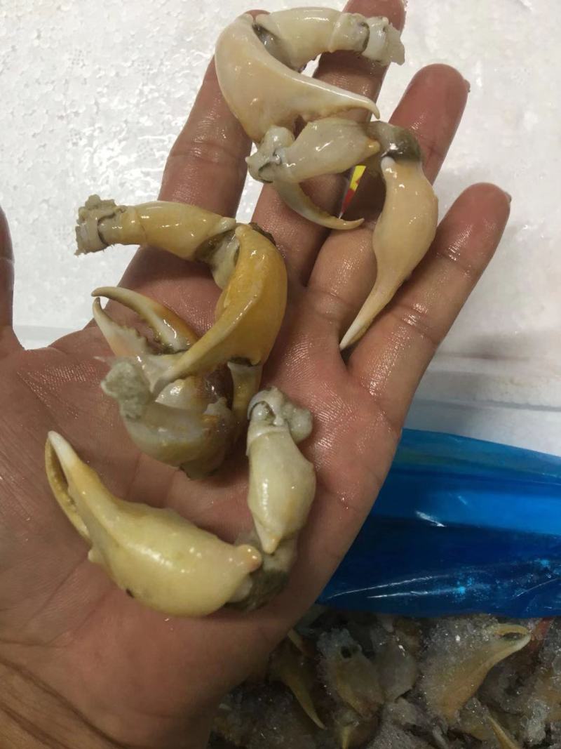珊瑚蟹脚