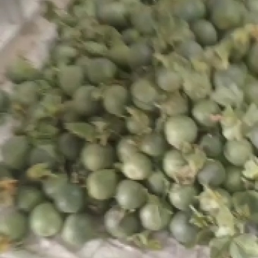 费县甜瓜大量市星甜二十对接市场超市有要老板联系
