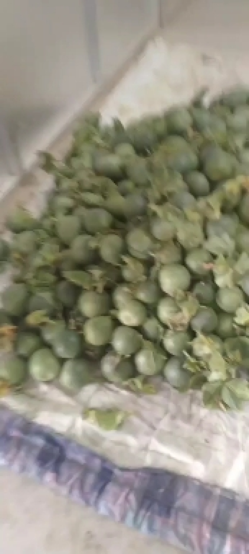 费县甜瓜大量市星甜二十对接市场超市有要老板联系