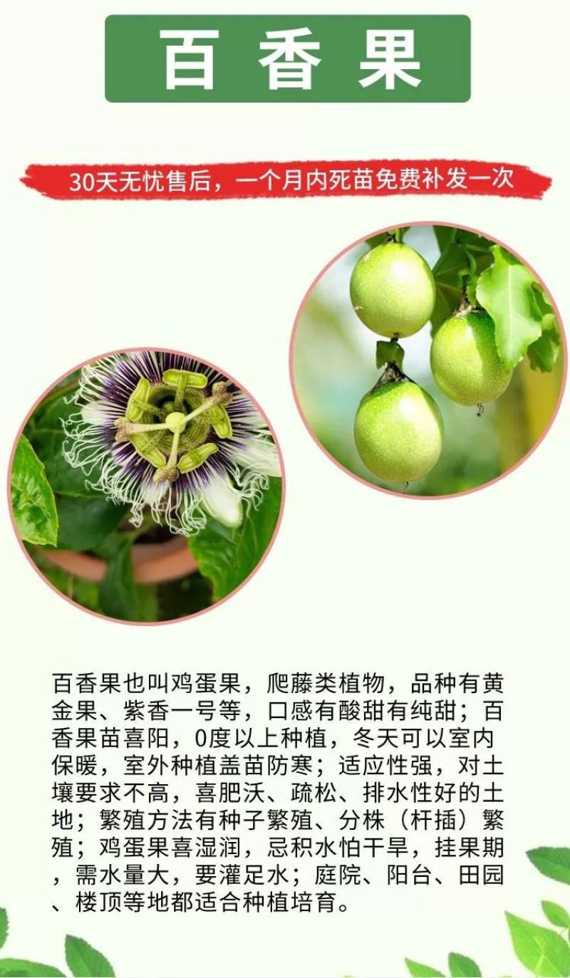 百香果苗黄金百香果蜂蜜味紫香台农维密绿皮百香果苗营养杯苗