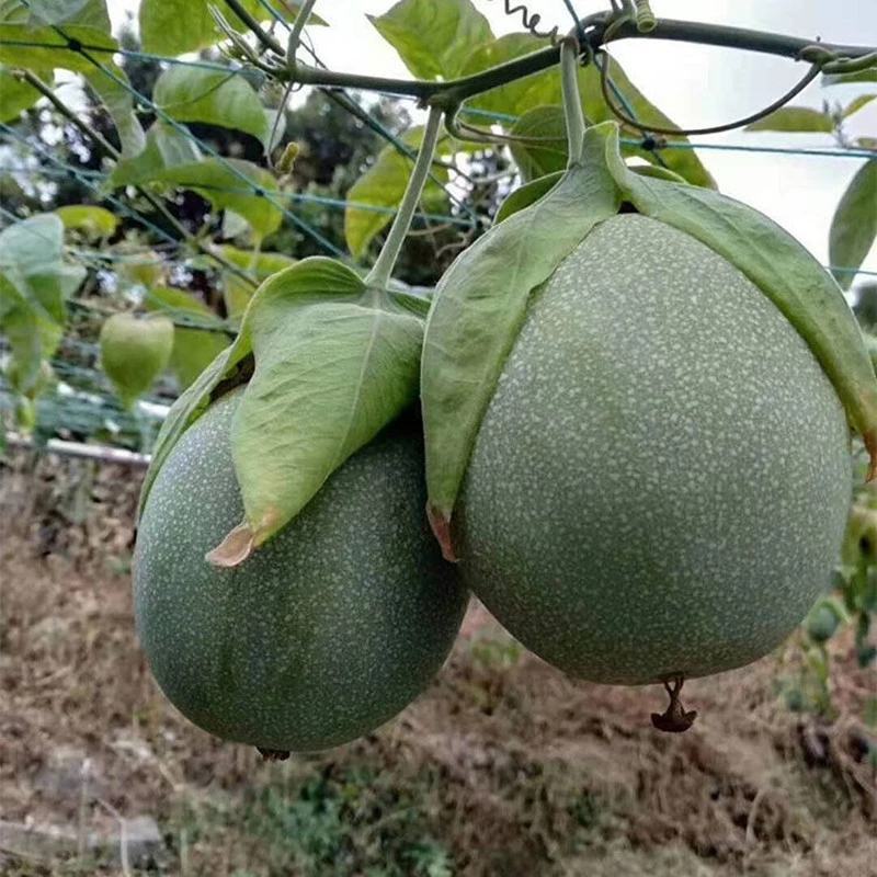 百香果苗黄金百香果蜂蜜味紫香台农维密绿皮百香果苗营养杯苗