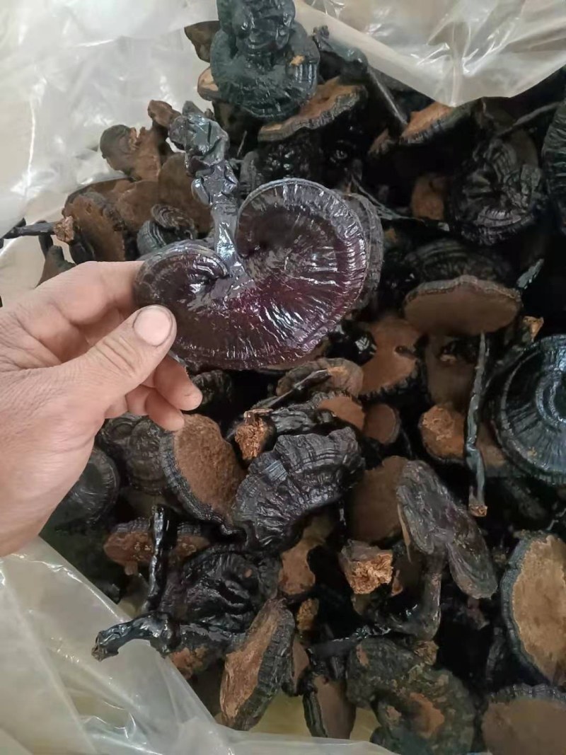 仿野生灵芝产地直销