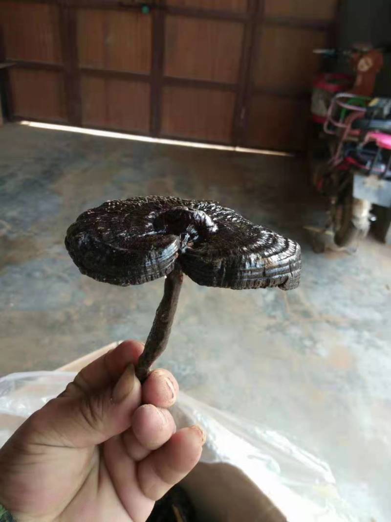 仿野生灵芝产地直销