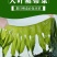 【产地】【一件代发】夏季销裙带菜嫩海带叶整箱包邮