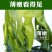 【产地】【一件代发】夏季销裙带菜嫩海带叶整箱包邮