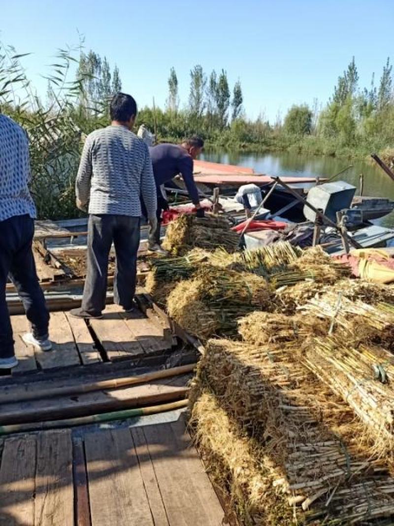 芦苇供应基地销售及种植芦苇苗，芦苇杯