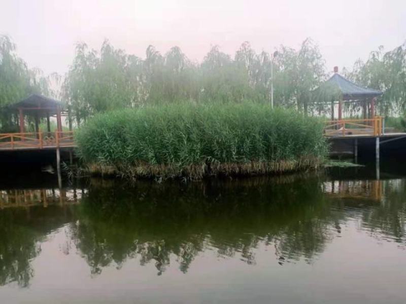 芦苇供应基地销售及种植芦苇苗，芦苇杯