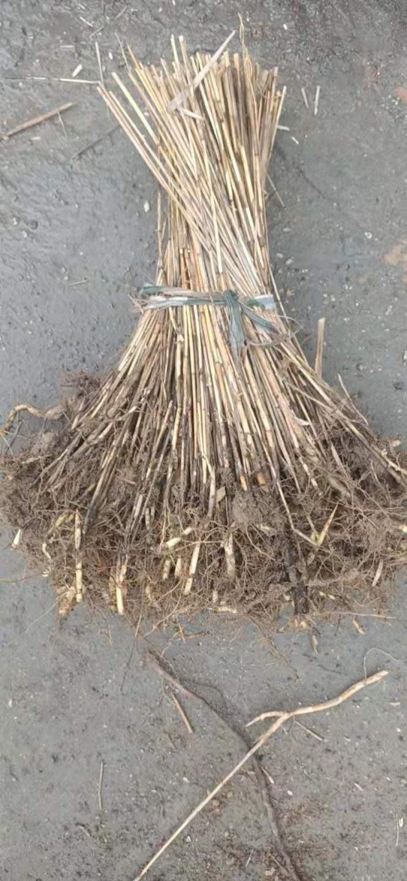 芦苇供应基地销售及种植芦苇苗，芦苇杯