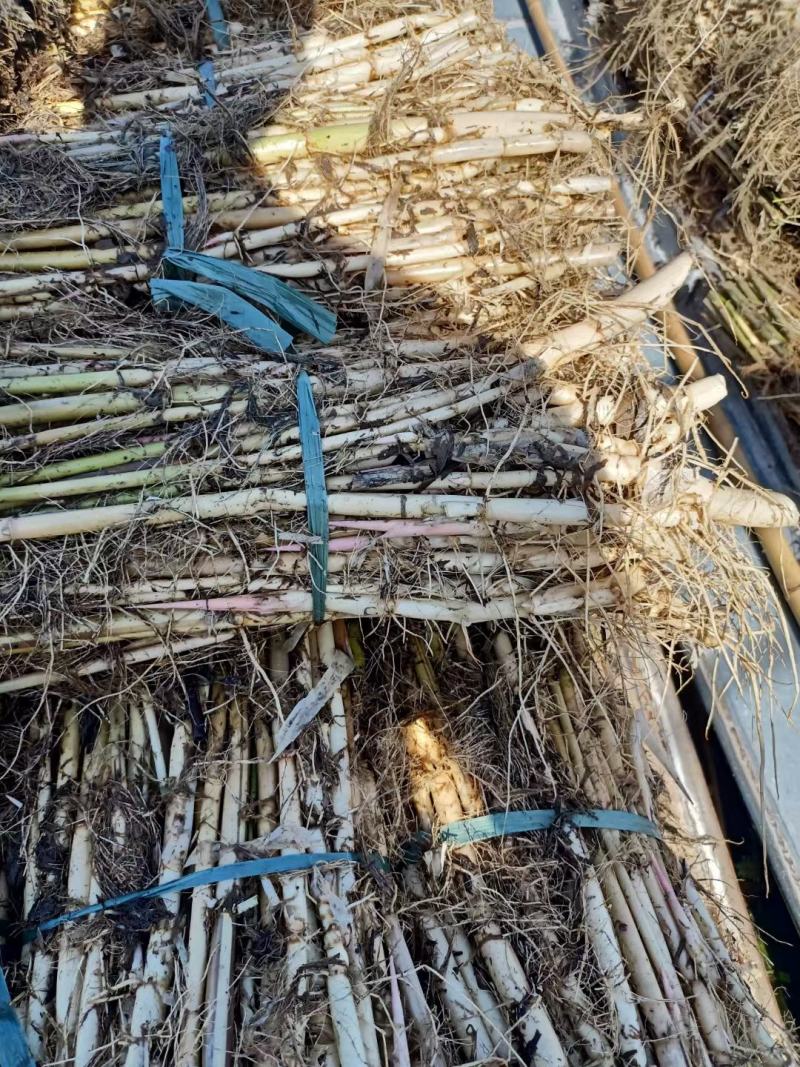 芦苇供应基地销售及种植芦苇苗，芦苇杯