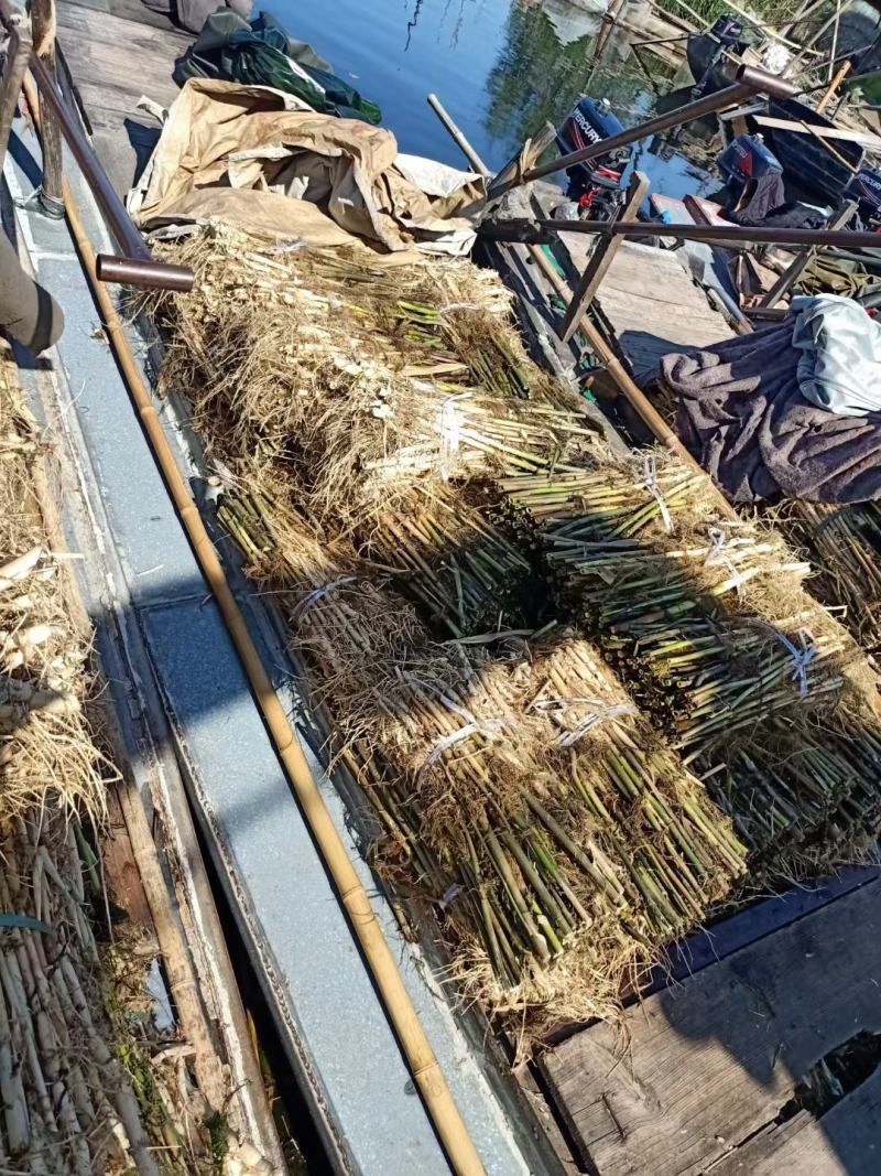 芦苇供应基地销售及种植芦苇苗，芦苇杯
