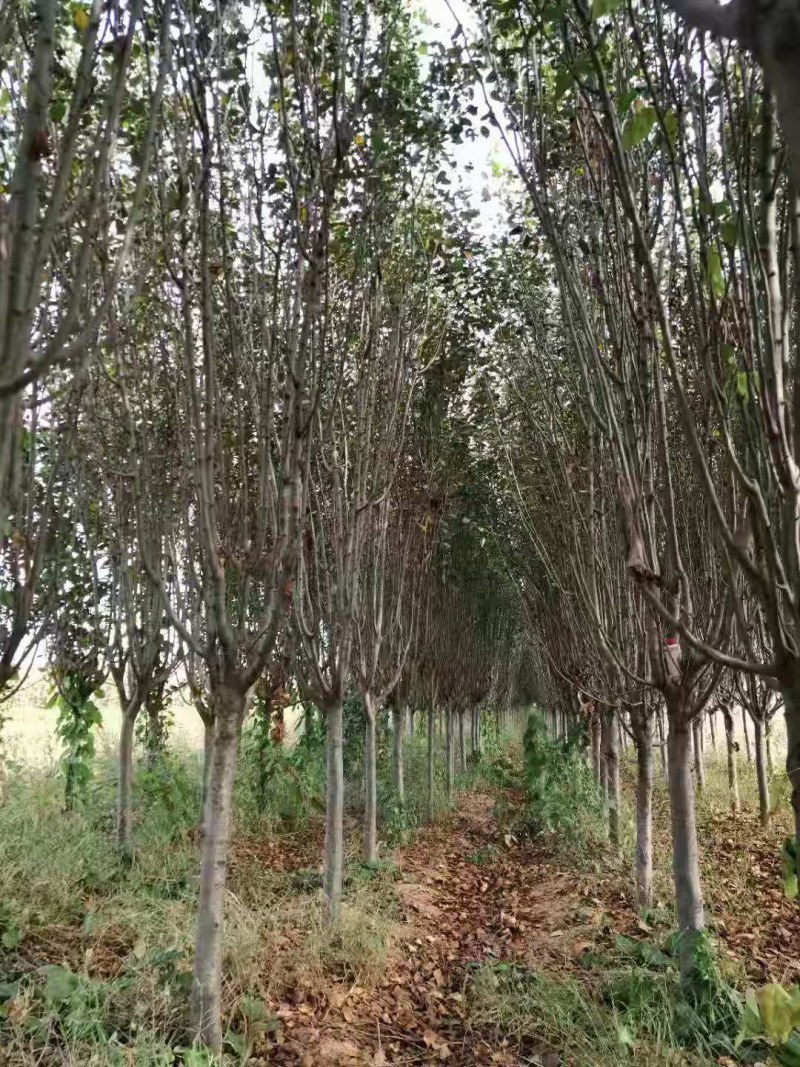 西府海棠