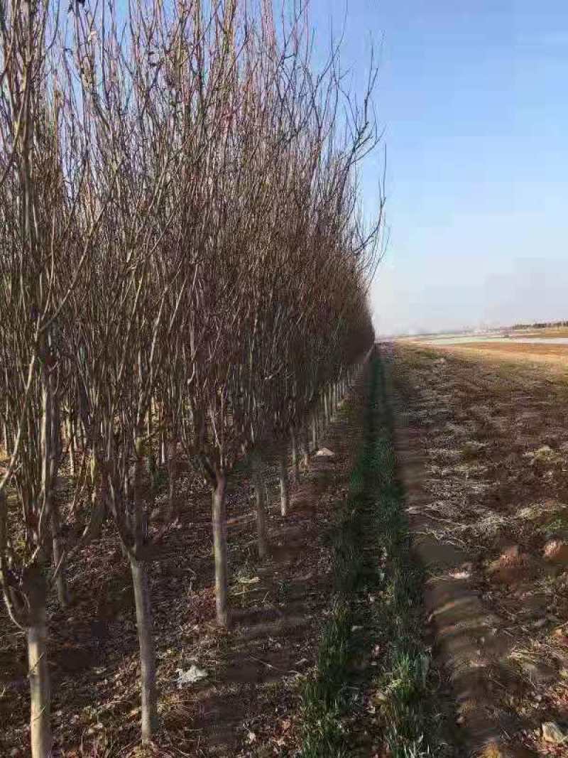 西府海棠