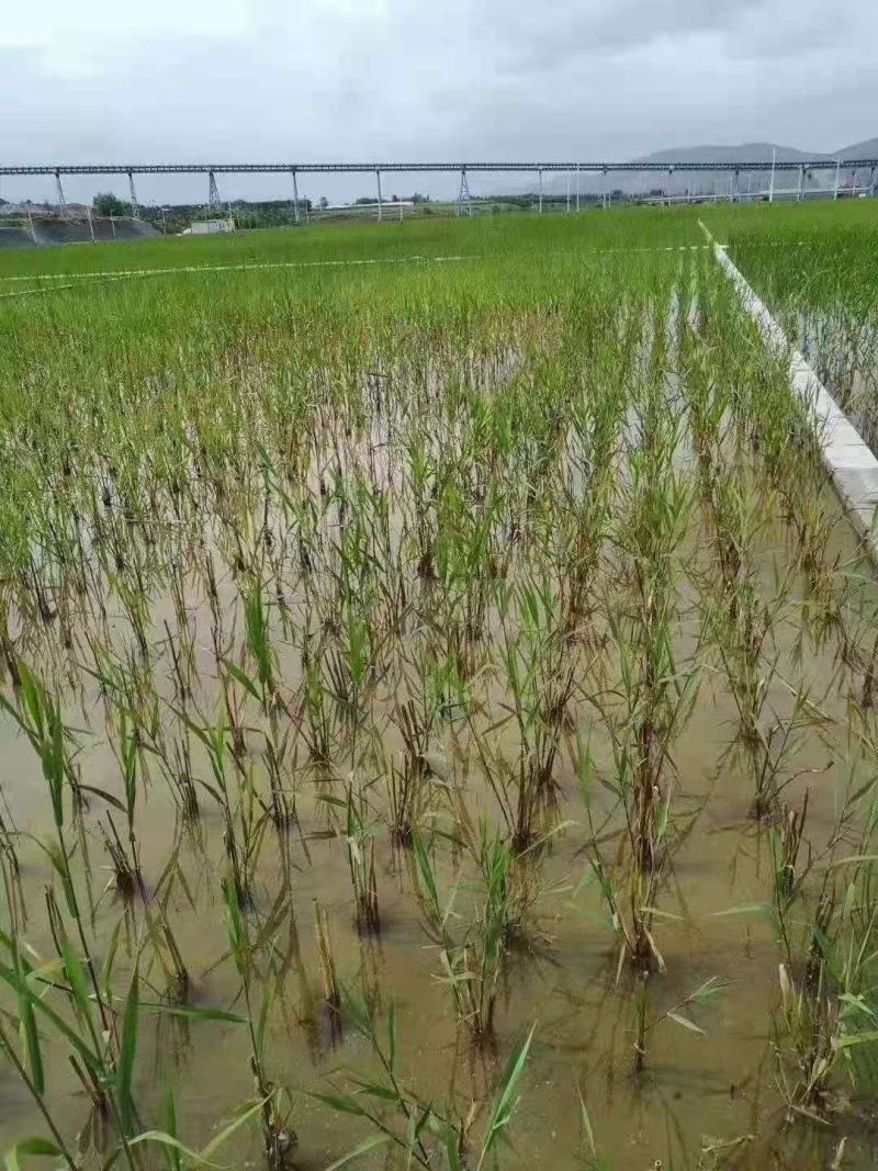 芦苇供应基地销售及种植芦苇苗，芦苇杯