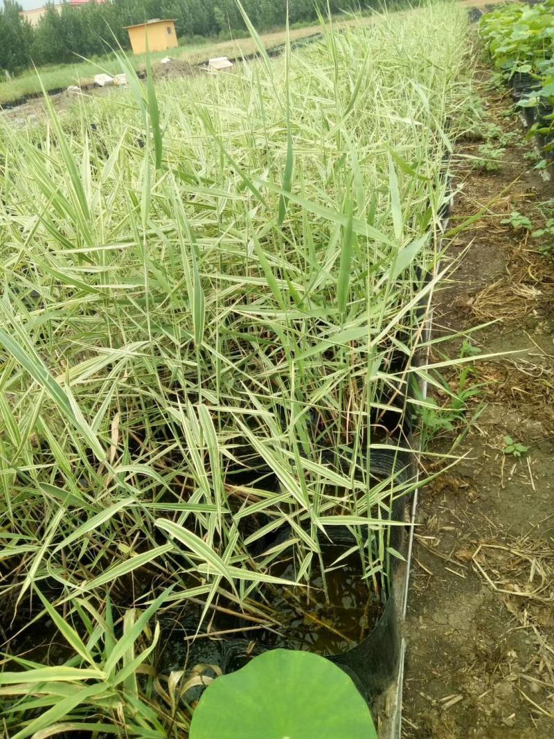 芦苇供应基地销售及种植芦苇苗，芦苇杯
