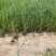 芦苇供应基地销售及种植芦苇苗，芦苇杯
