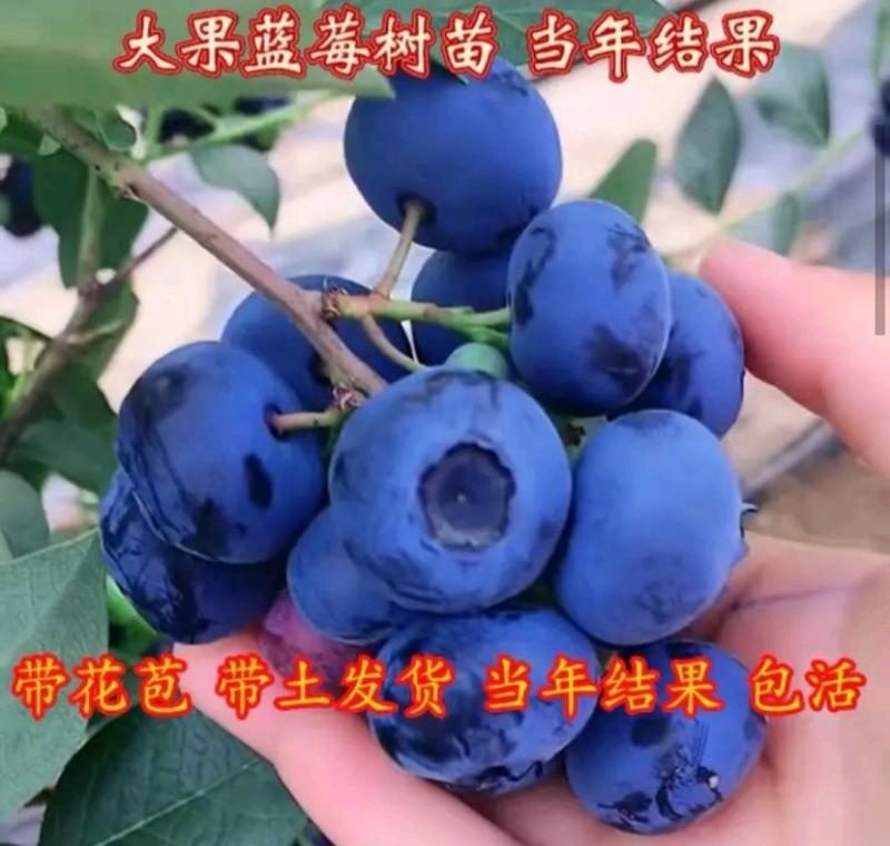 【爆品】蓝丰蓝莓苗薄雾，绿宝石，莱克西，蓝金基，基地直发