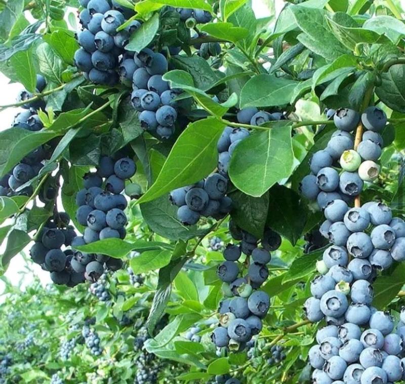 【爆品】蓝丰蓝莓苗薄雾，绿宝石，莱克西，蓝金基，基地直发