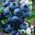 【爆品】蓝丰蓝莓苗薄雾，绿宝石，莱克西，蓝金基，基地直发