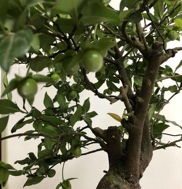 金弹子盆景:大树型自然式原生接果母桩,叶面四季青秀晚熟