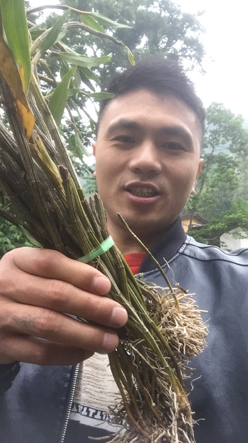 铁皮石斛野生的，大量有货，需要的随时供应与你