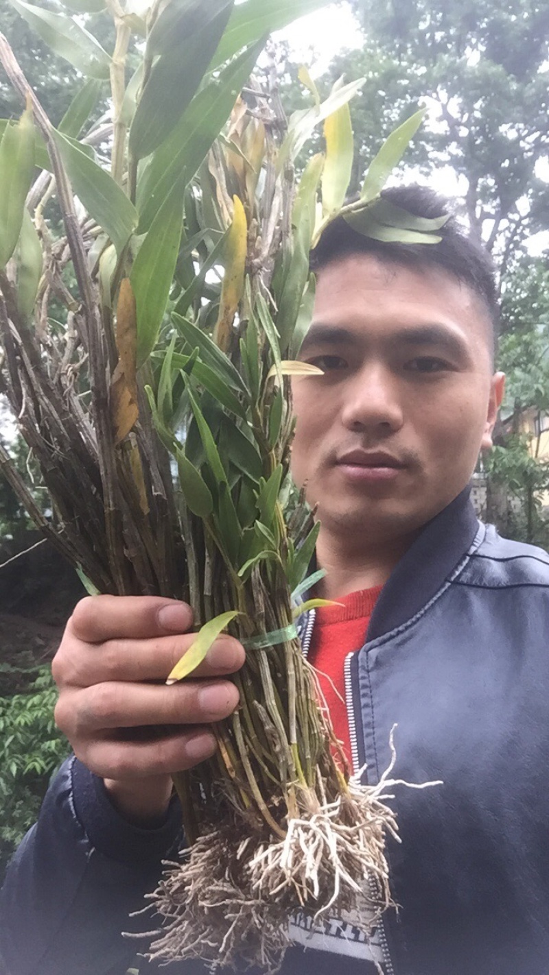 铁皮石斛野生的，大量有货，需要的随时供应与你