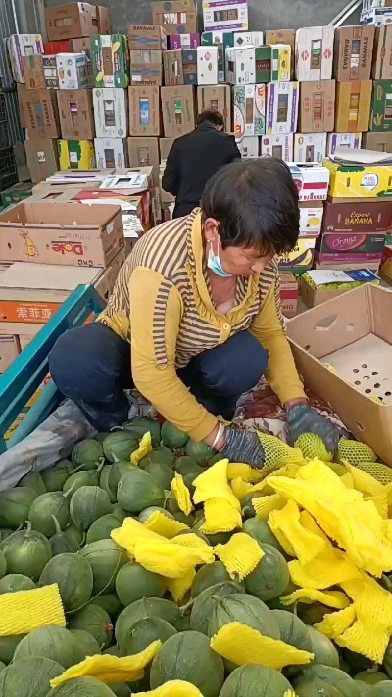 新乐市甜瓜大量上市欢迎新老顾客前来选购随到随装车