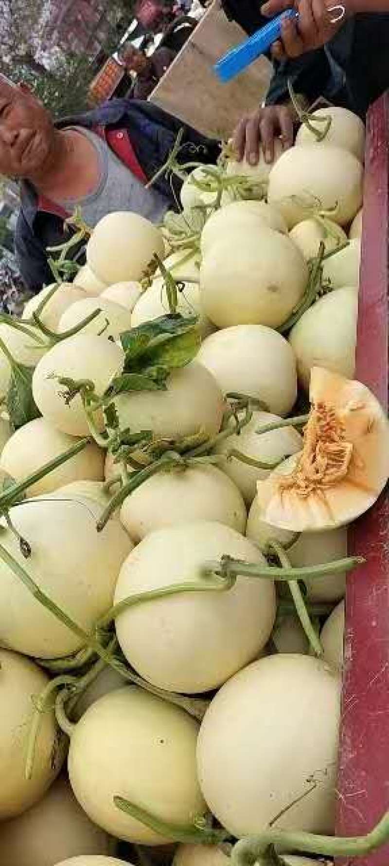 大荔甜瓜大量上市