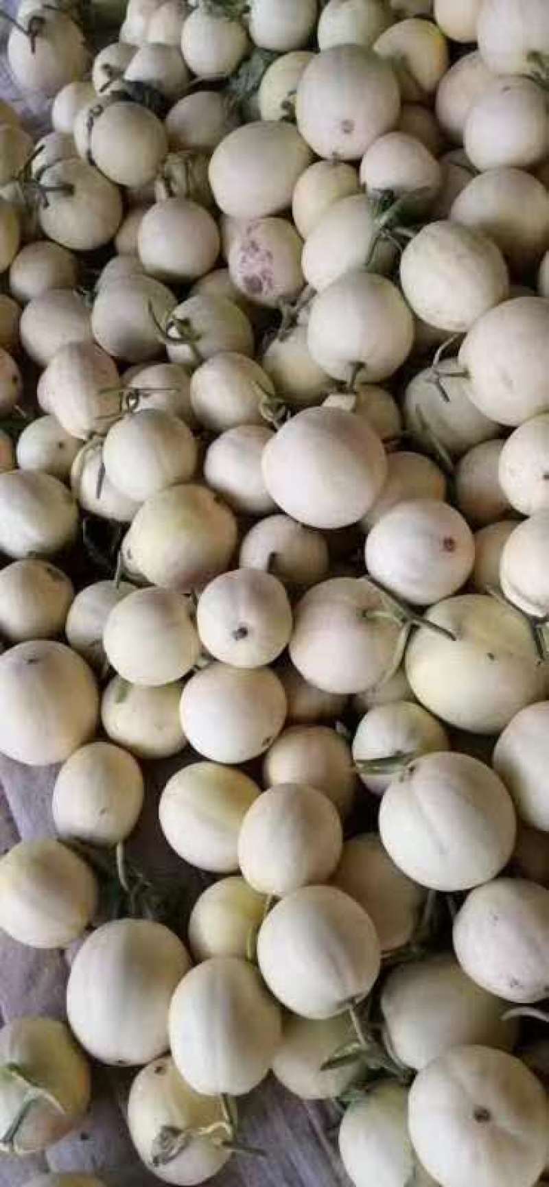 大荔甜瓜大量上市