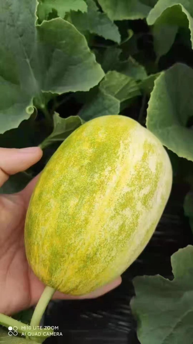大荔甜瓜大量上市
