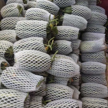 大荔甜瓜大量上市