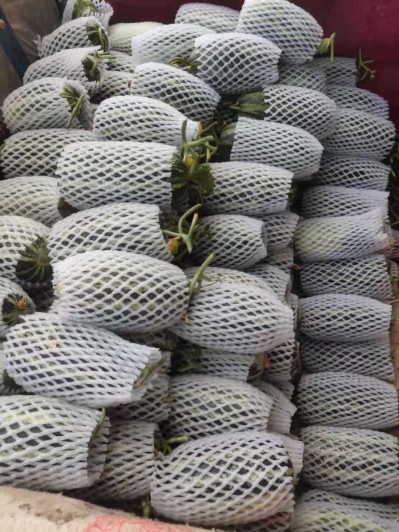 大荔甜瓜大量上市
