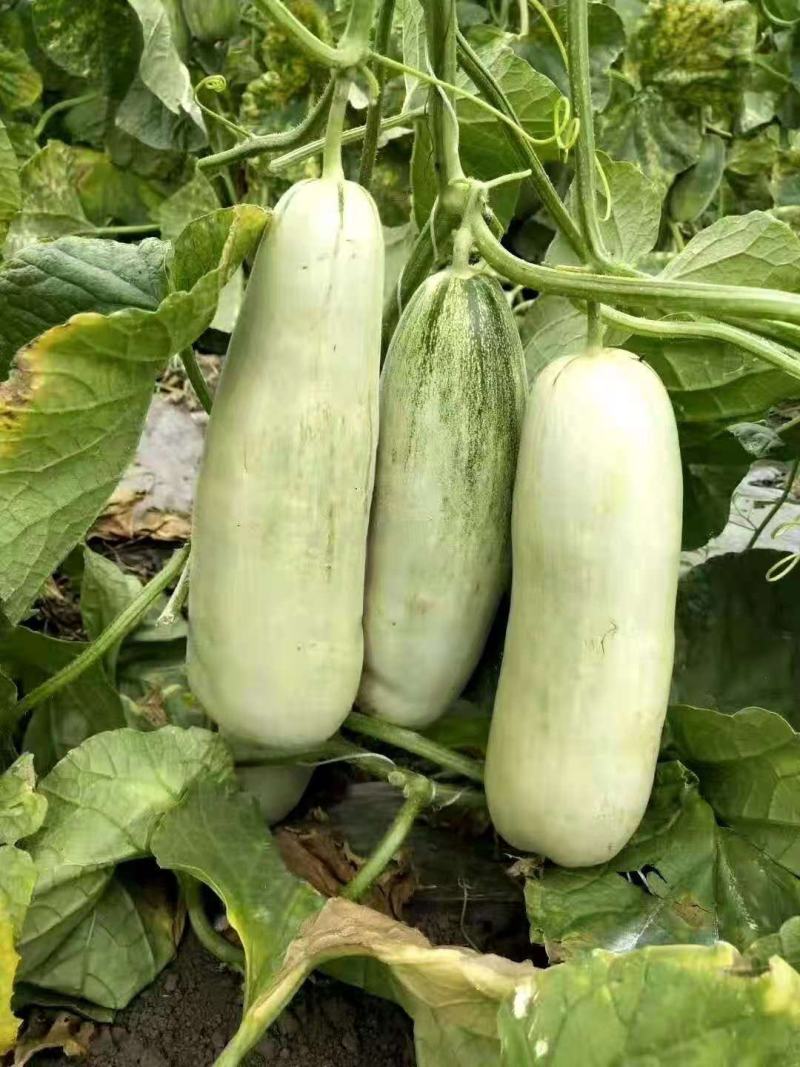 大荔甜瓜大量上市