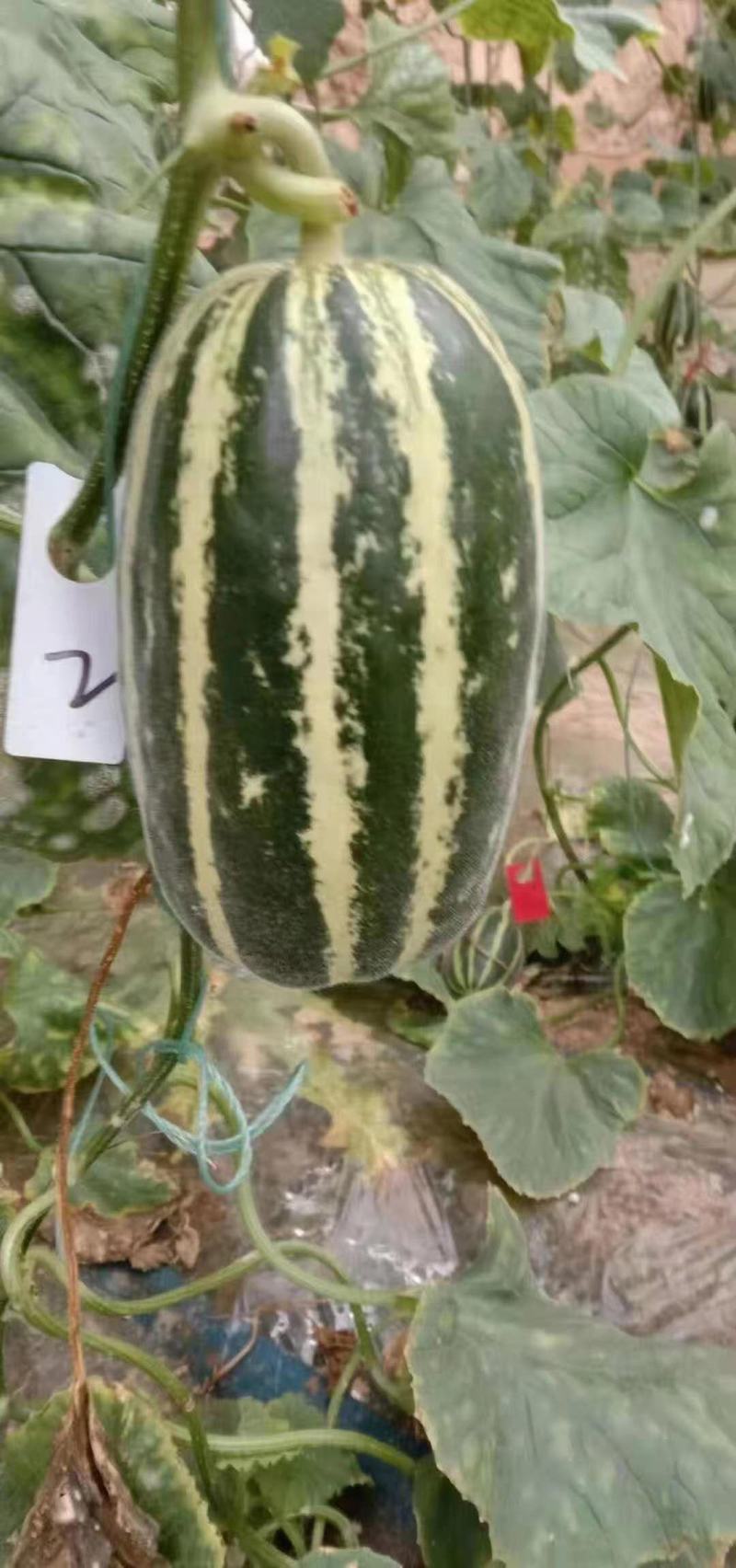 大荔甜瓜大量上市