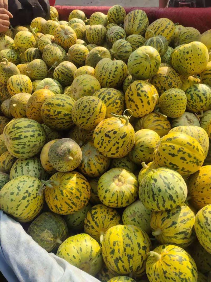 大荔甜瓜大量上市