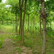 陕西秦岭山脉骊山野生皂角树基地