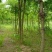 陕西秦岭山脉骊山野生皂角树基地