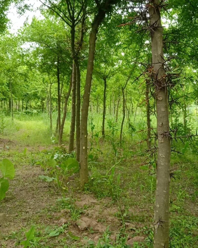 陕西秦岭山脉骊山野生皂角树基地