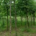 陕西秦岭山脉骊山野生皂角树基地