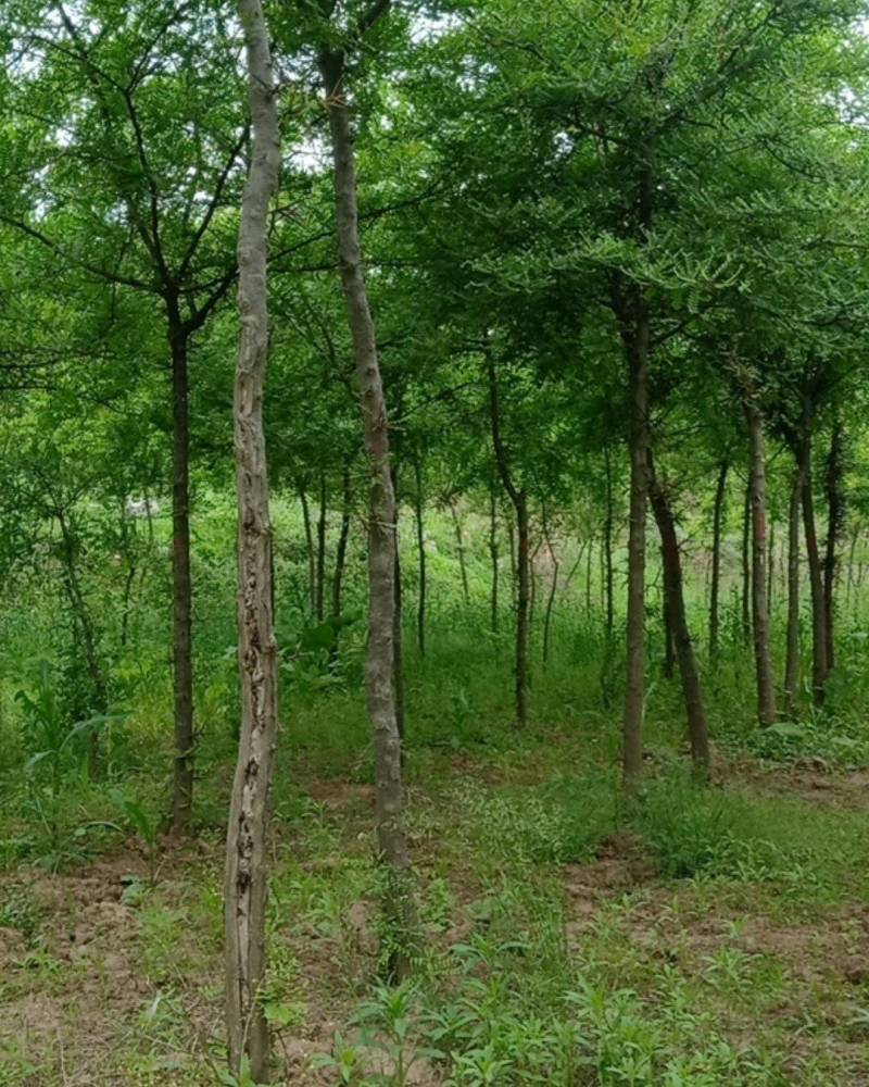 陕西秦岭山脉骊山野生皂角树基地