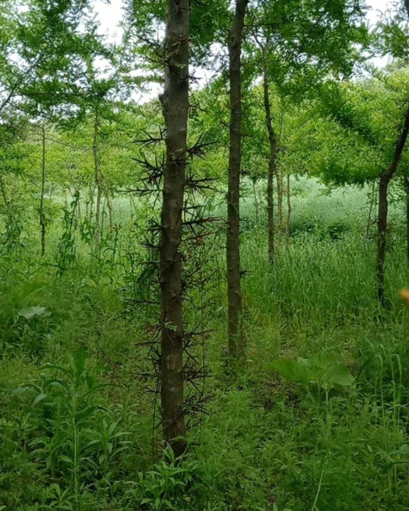 陕西秦岭山脉骊山野生皂角树基地