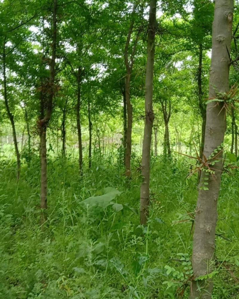 陕西秦岭山脉骊山野生皂角树基地