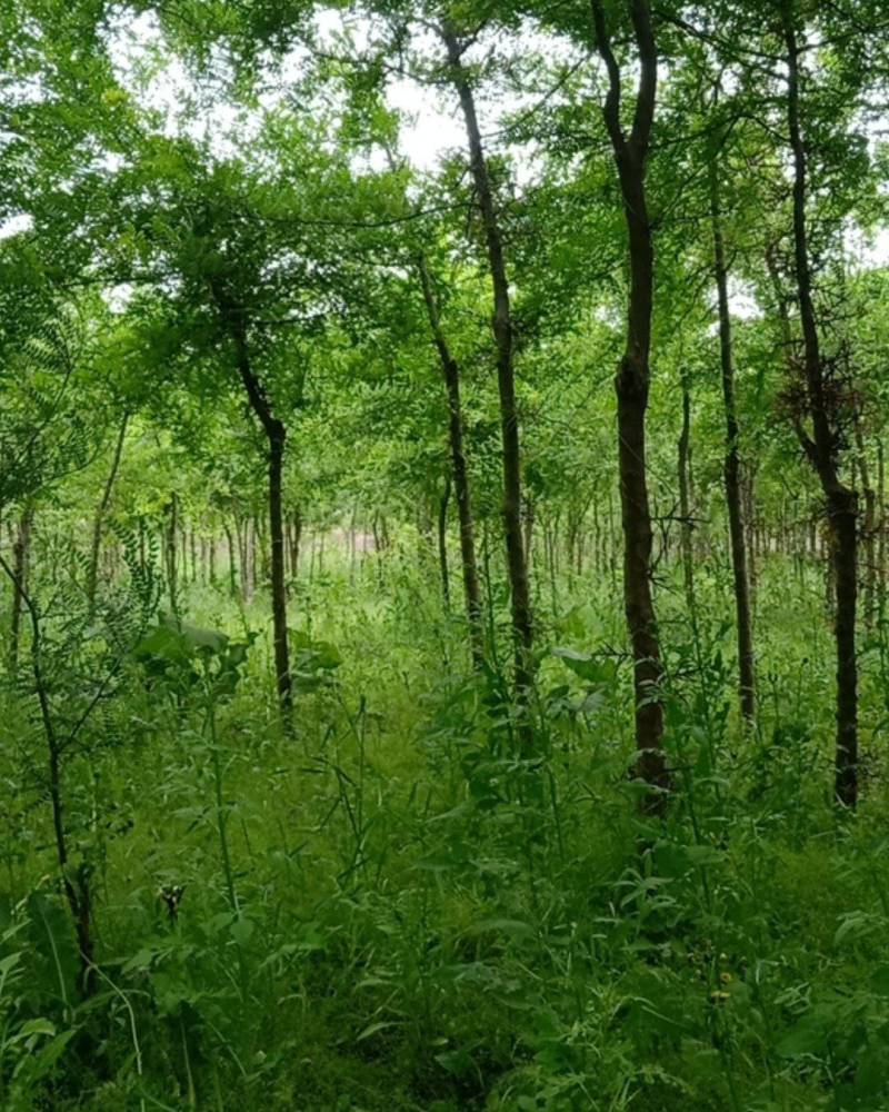 陕西秦岭山脉骊山野生皂角树基地