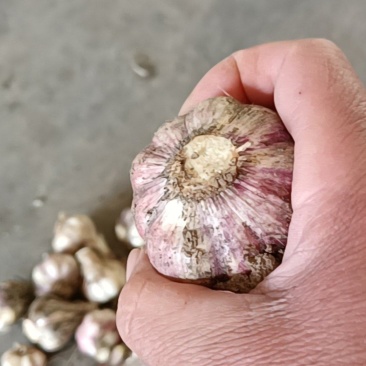 红皮蒜川蒜白帽苔蒜干蒜头，蒜油蒜干加工，市场营销赖香可人