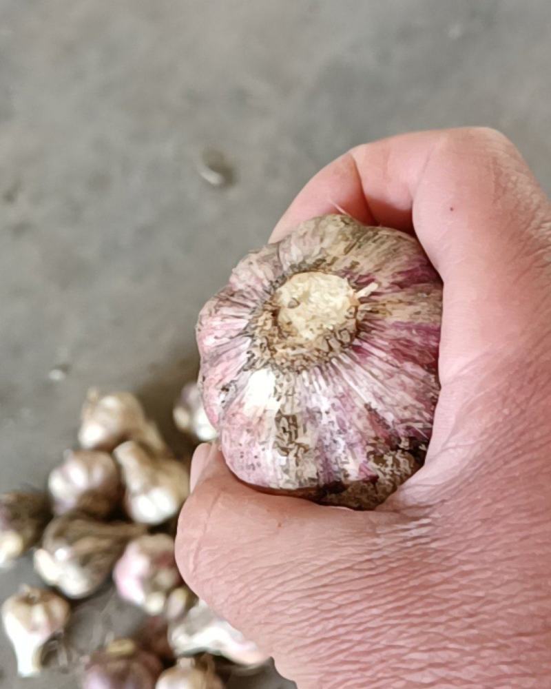 红皮蒜川蒜白帽苔蒜干蒜头，蒜油蒜干加工，市场营销赖香可人