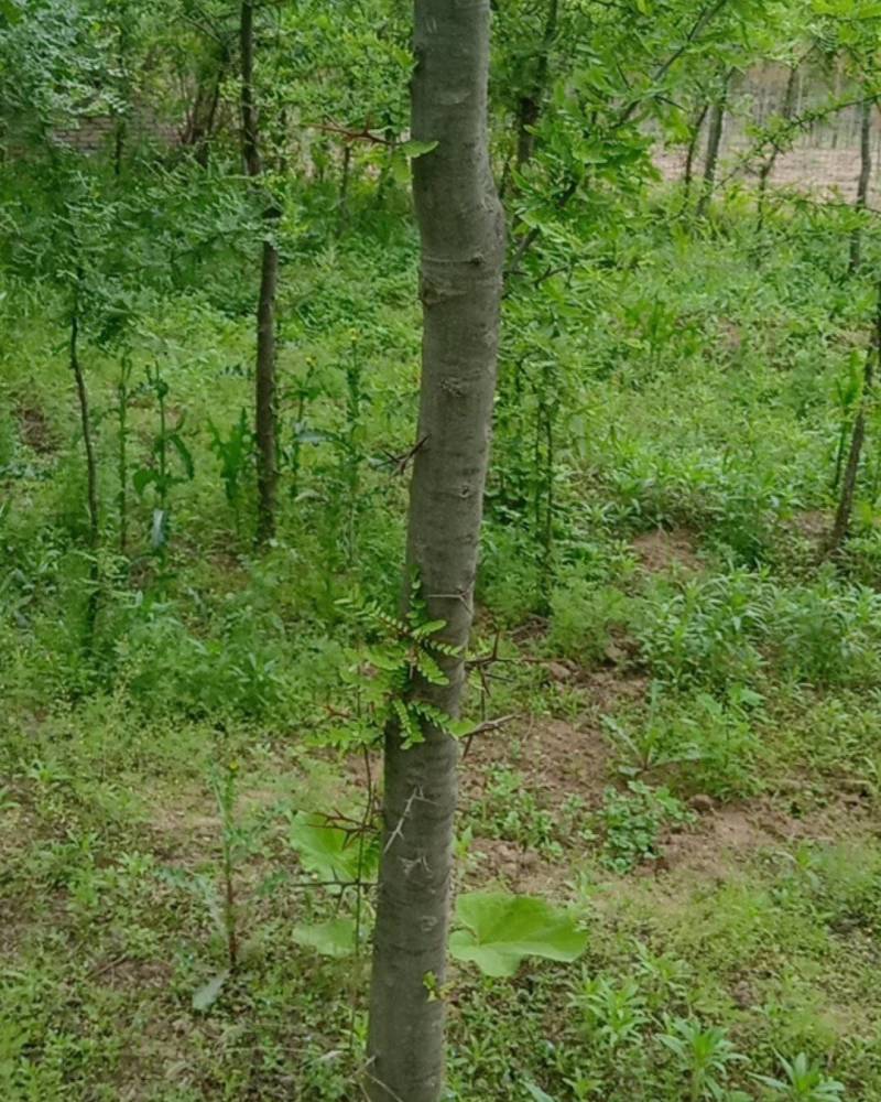 陕西秦岭山脉骊山野生皂角树基地
