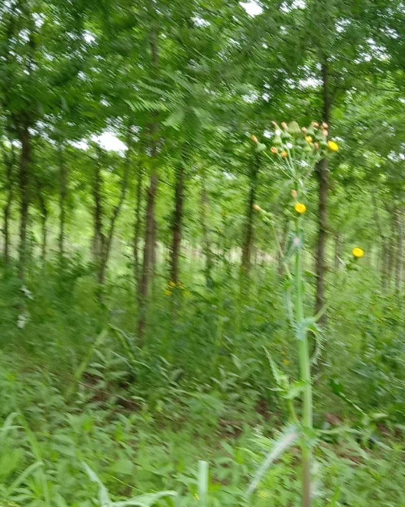 陕西秦岭山脉骊山野生皂角树基地