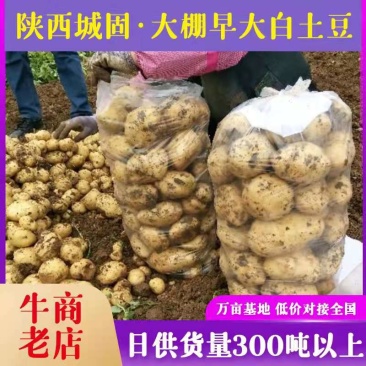 大棚精品226土豆早大白3两上日供货300吨质量保证