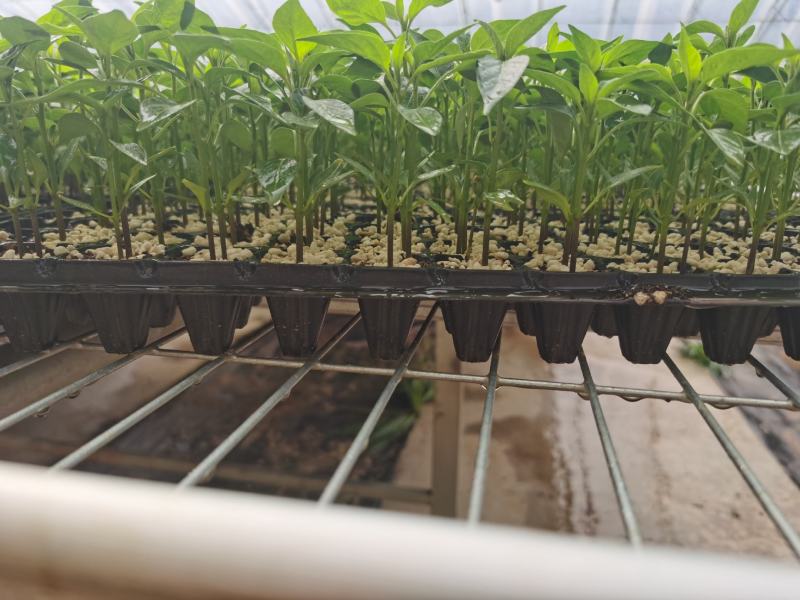 环保新材料育苗穴盘，各种型号各种厚度厂家直销量大从优